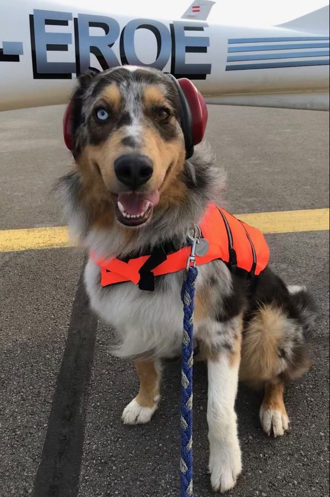 Pinto – das Maskottchen von Skydive Exit